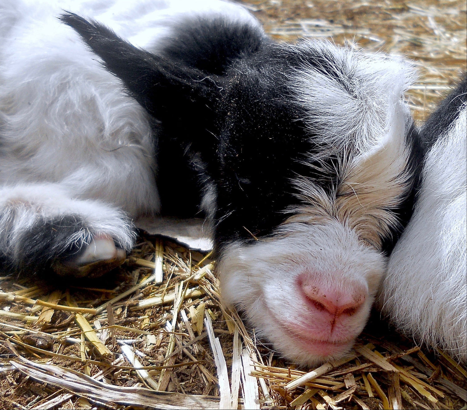 Mini Silky Fainting goat baby at Goats Rock Ranch